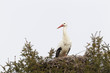 Weißstorch (Ciconia ciconia)