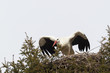 Weißstorch (Ciconia ciconia)
