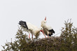 Weißstorch (Ciconia ciconia)