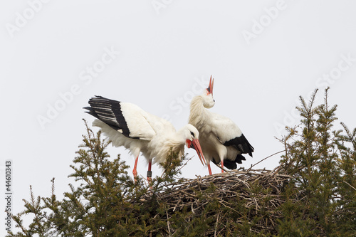 Photo: Weißstorch (Ciconia ciconia) Weißstorch (Ciconia ciconia)