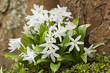 Puschkinie (Puschkinia scilloides)
