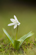 Puschkinie (Puschkinia scilloides)