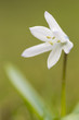 Puschkinie (Puschkinia scilloides)