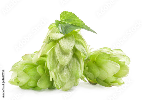 Photo: Hops isolated on a white background Hops isolated on a white background