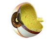 Eye anatomy