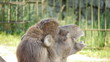 HD - Camel. close-up