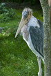 Marabu