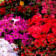 Wochenmarkt Blumen Pflanzen