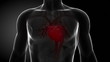 Red heart anatomy with pulse