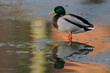 Stockente, Erpel
