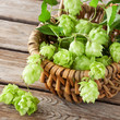 Hopfen