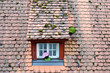 Dachgaube