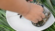 Chef is make up Tiger prawns on dishware