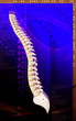 Back bone