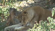 Lionesse laying