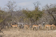  Impala (Aepyceros melampus)