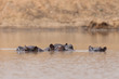 Flusspferd (Hippopotamus amphibius)