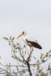 Nimmersatt (Mycteria ibis)