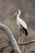 Nimmersatt (Mycteria ibis)