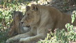 Lionesse laying