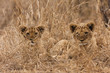 Löwe (Panthera leo)