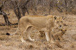 Löwe (Panthera leo)