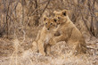 Junge Löwen (Panthera leo)