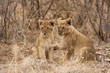 Junge Löwen (Panthera leo)