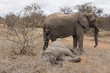Elefant