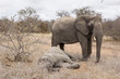 Elefant