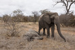 Elefant