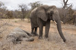 Elefant