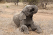 Elefant