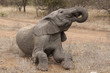 Elefant
