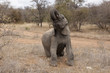 Elefant