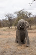 Elefant