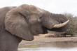 Elefant