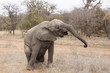 Elefant