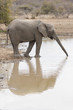 Elefant
