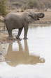 Elefant