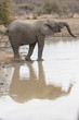 Elefant