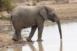 Elefant