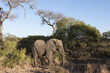Elefant im Busch
