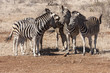 Steppenzebra (Equus quagga)