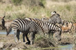 Steppenzebra (Equus quagga)