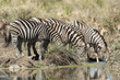 Steppenzebra (Equus quagga)