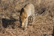 Leopard (Panthera pardus)