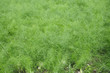Foto: fenchelfeld fenchelfeld