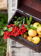 Apples and mountain ash
