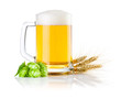 Mug fresh beer with Green hops and ears of barley isolated on a